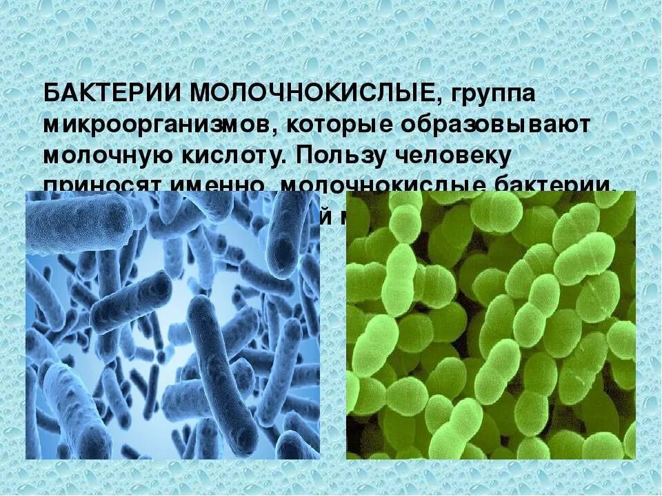 Молочнокислые бактерии. Молочной кислые бактерии. Молочнокислыебактнрии. Молочно кислотные бактерии. К гнилостным бактериям относятся