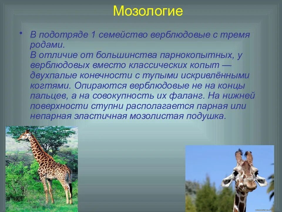 Каковы особенности зубной системы парнокопытных