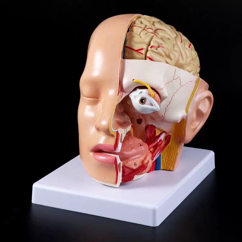 Мозг в черепной коробке. Анатомическая модель головы.