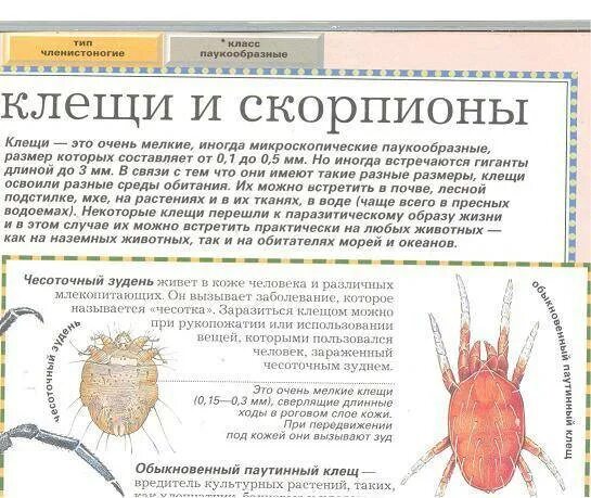 Почему чесоточного клеща часто называют зуднем ответ. Чесоточных клещей чесотка. Чесоточный клещ среда обитания. К какому классу относится чесоточный клещ. Чесоточный клещ человеческий.