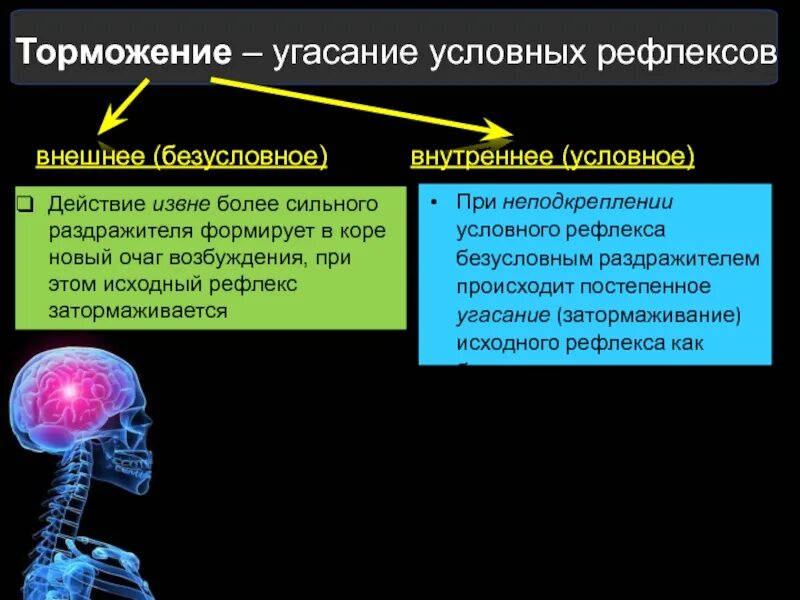 Безусловный внешний рефлекс. Безусловное торможение условных рефлексов. Угасание условного рефлекса пример. Торможение угасание условных рефлексов. Внешнее торможение рефлексов.