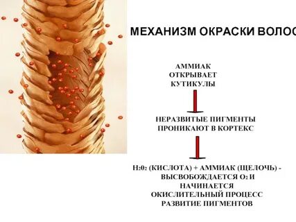 окрашивание волос аммиака
