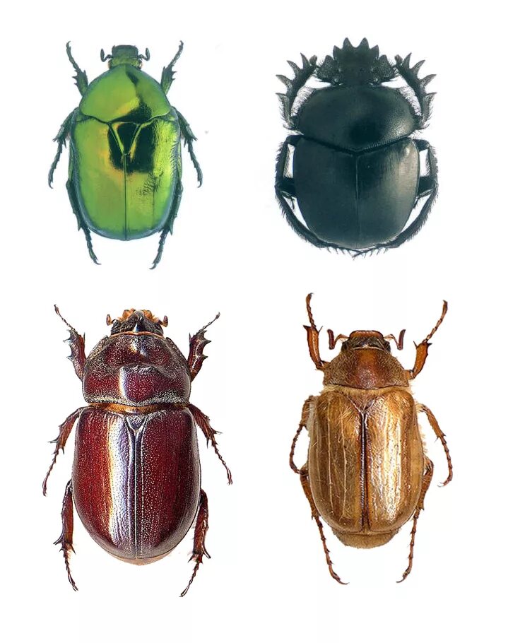 Пластинчатоусые Scarabaeidae. Жук семейства пластинчатоусых. Пластинчатоусый Жук бронзовка. Майский Жук и Жук навозник.