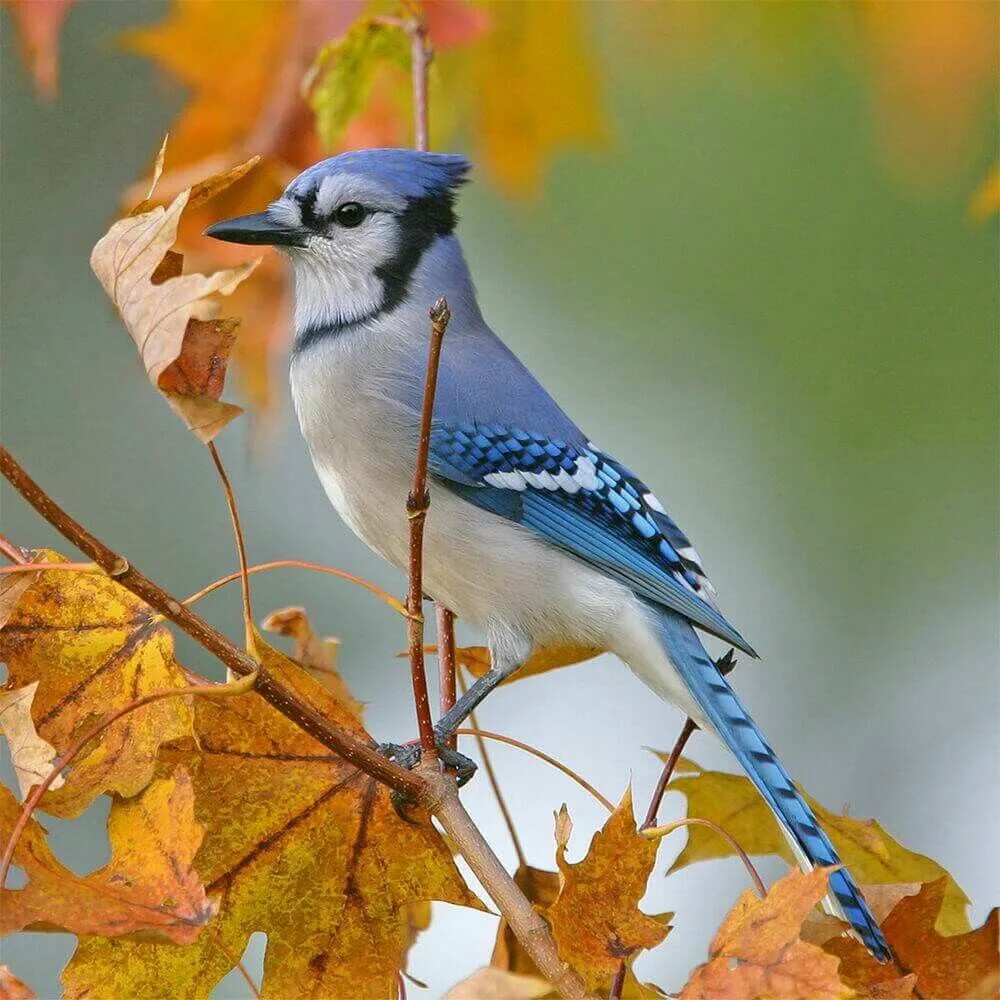 Fall bird. «Голубые сойки». Сойка в листьях. Сойка осенью картинки. Картинки голубая осень птицы.