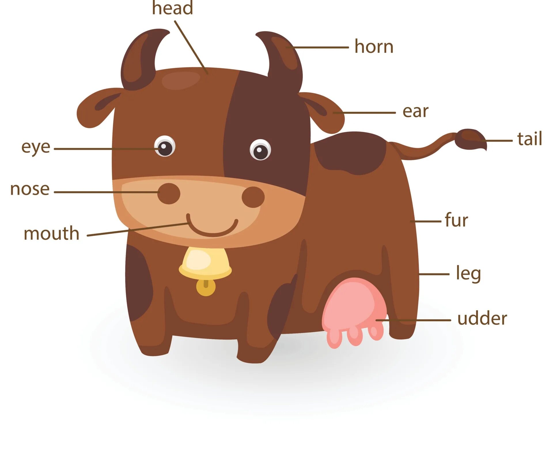Нарисовать животное 3 класс английский язык. Части тела коровы на английском языке. Корова строение тела для малышей. Корова по частям тела. Часть коровы по английскому.