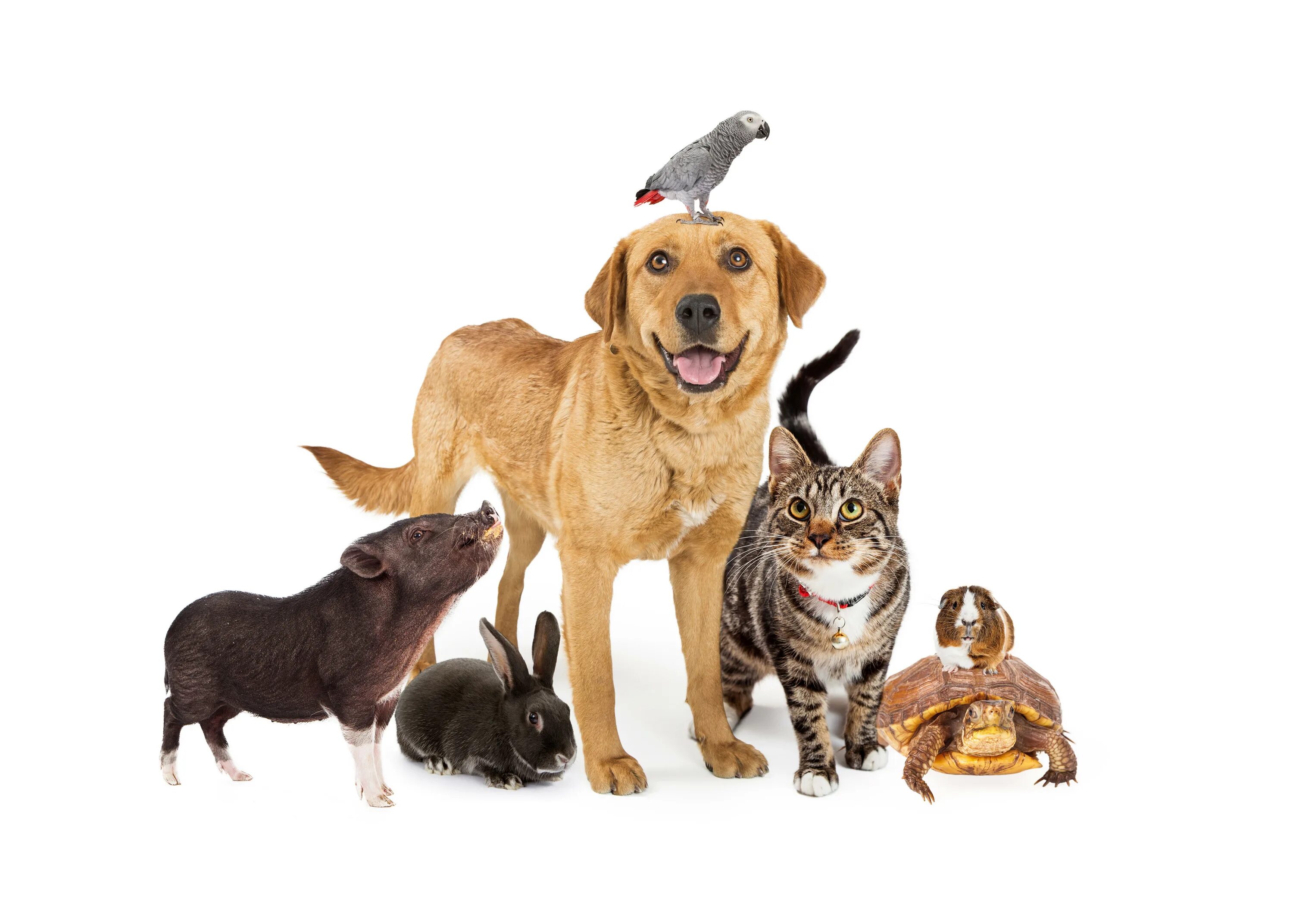 Кошки и собаки. Домашние питомцы для детей. Play together питомец. Animal choice. Питомцы на прозрачном фоне.
