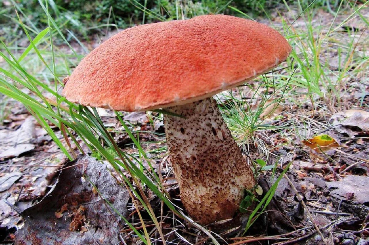 Подосиновик красноголовик. Подберезовик красный. Подосиновик красный(leccinum aurantiacum). Подосиновик красный(leccinum aurantiacum). Подосиновик красный.