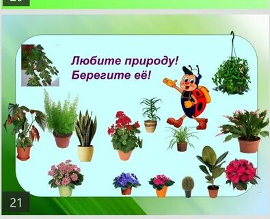 Комнатные растения урок 1 класс презентация