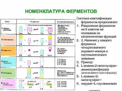 Какой принцип лежит в основе классификации ферментов