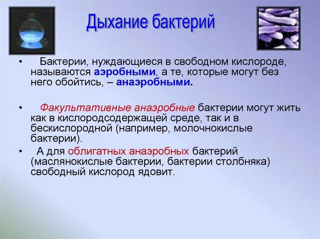 Организм живущий только при отсутствии кислорода. Бактерии в бескислородной среде называются. Бактерия в бескислородной среде. Микроорганизмы живущие в бескислородной среде. Микроорганизмы нуждающиеся в кислороде.