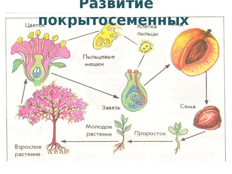 Покрытосеменные перечислить. Строение семейств покрытосеменных. Покрытосеменные растения 5 класс биология названия. Что такое Покрытосеменные растения в биологии. Покрытосеменные биология 6 кл.