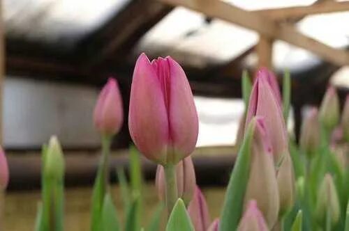 Тюльпан триумф Карола (Tulip Carola) - описание сорта, фото, саженцы, посадка, о