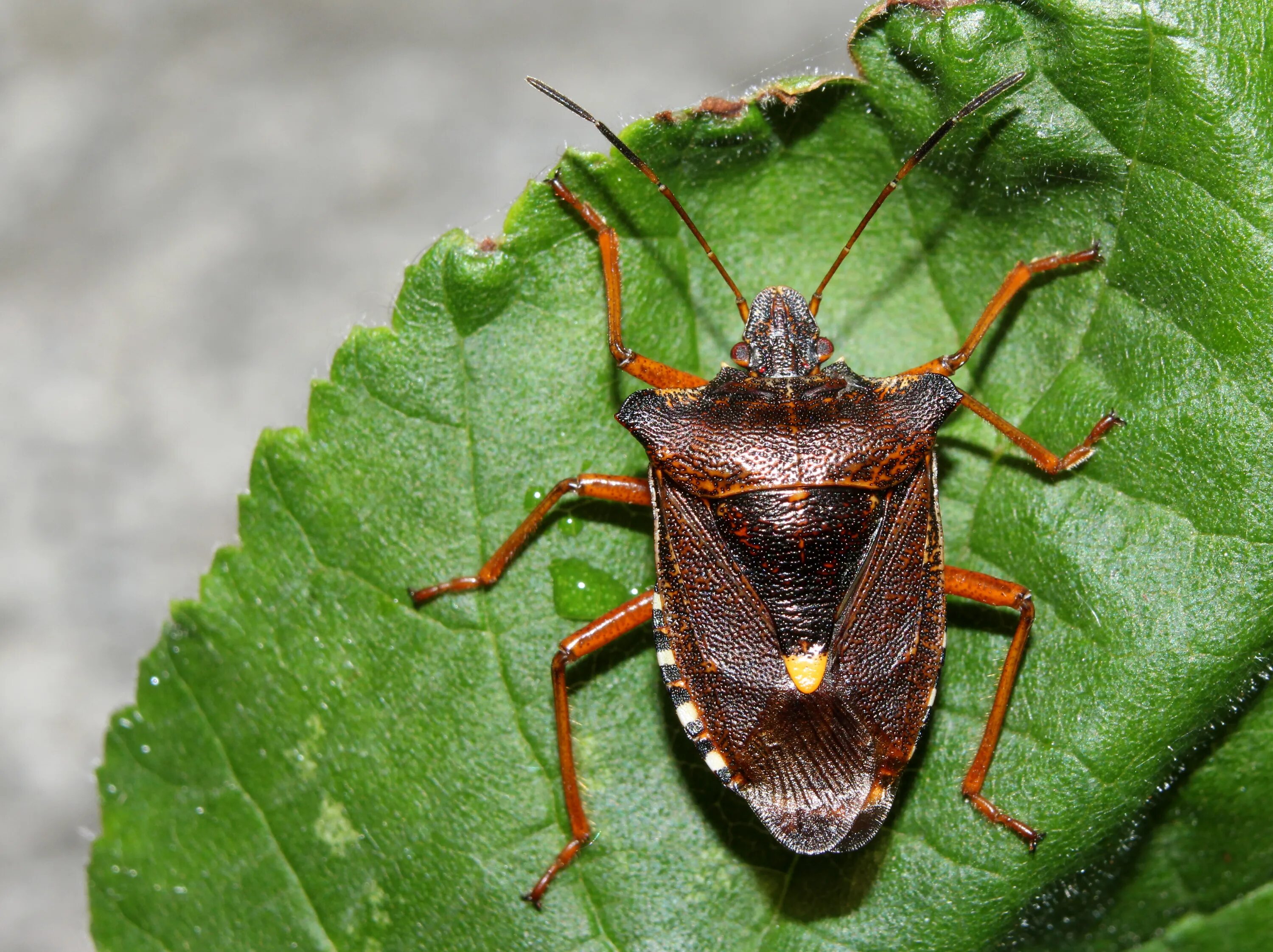 File:Podisus maculiventris P1300454a.jpg - Wikipedia