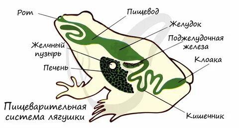 Особенности пищеварения у земноводных