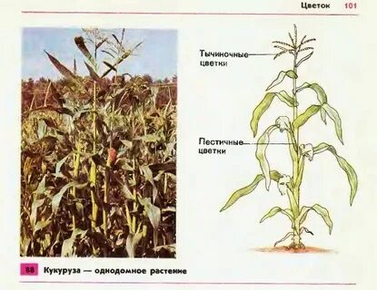 Кукуруза двудомное