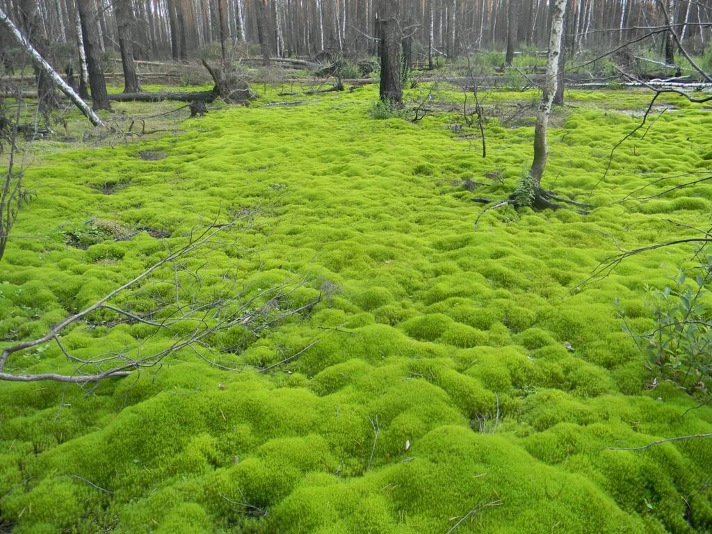 Заросли мха