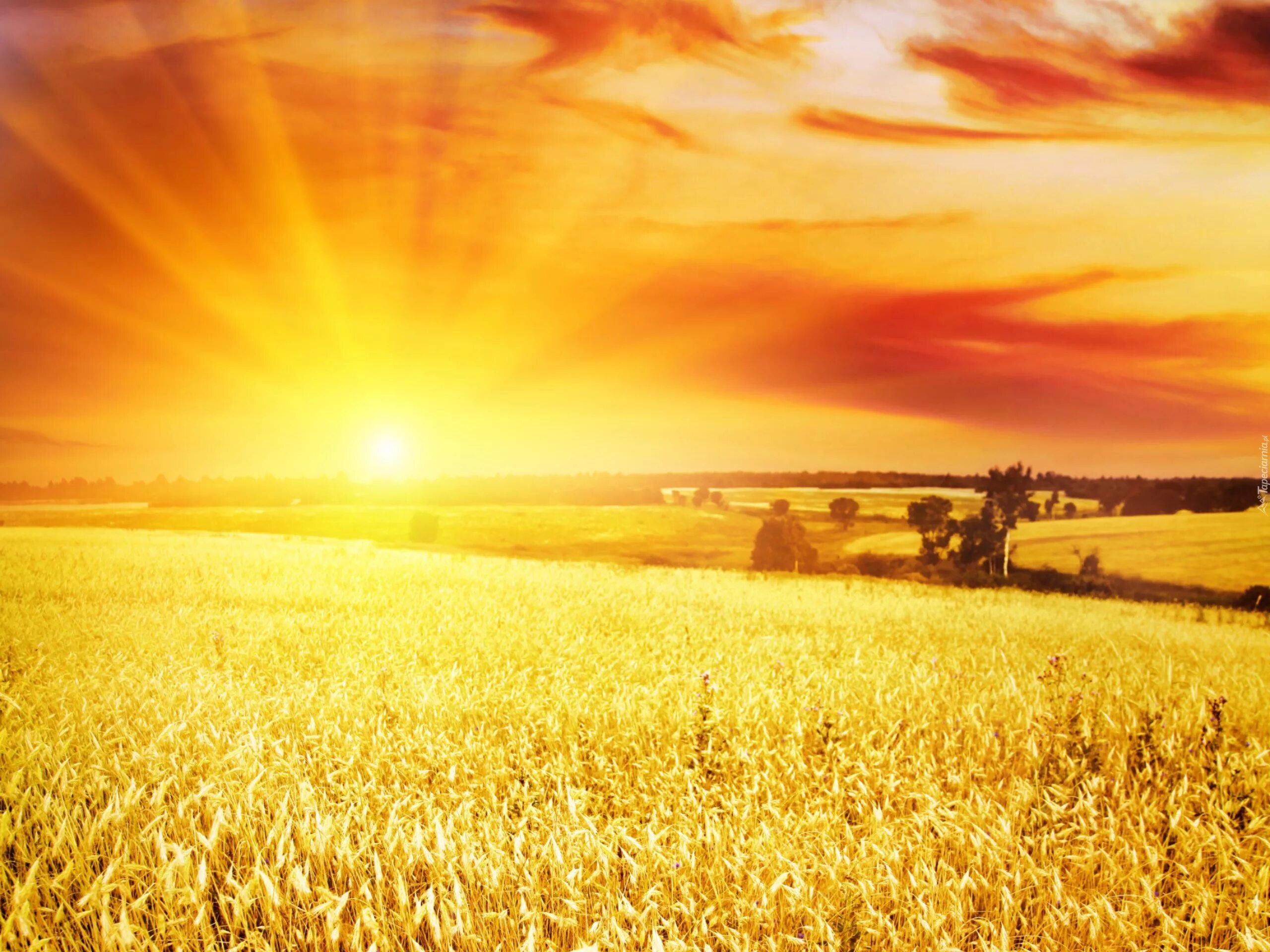 Сойдет солнце. Поле пшеницы. Рассвет солнца. Золотое поле. Пшеничное поле солнце.