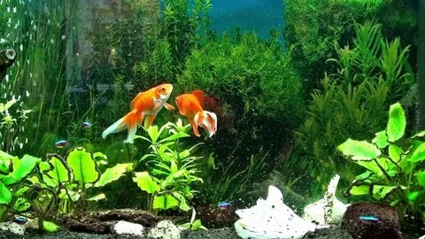 Золотые рыбки водоросли