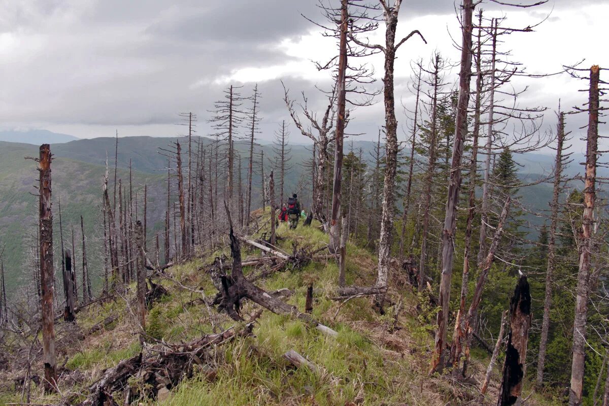 Тайга новосибирск. Темнохвойная пихтовая тайга сибирь. Бореальные леса северной америки. Загущенный хвойный лес. Хвойные леса вырубка.