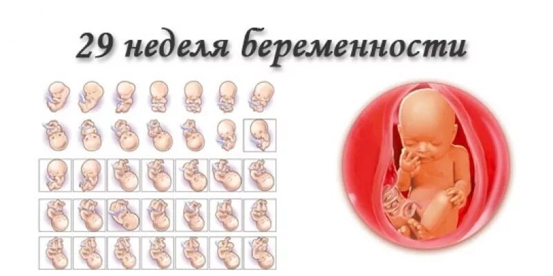 Недели беременности ру. Плод на 29 неделе беременности. Малыш на 29 неделе беременности. Малыш на 28 неделе беременности.