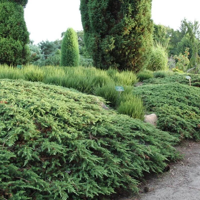 Можжевельник обыкновенный Green Carpet. Можжевельник обыкновенный Грин карпет. Можжевельник Грин карпет Green Carpet. Можжевельник обыкновенный "Грин капет". Грин карпет описание