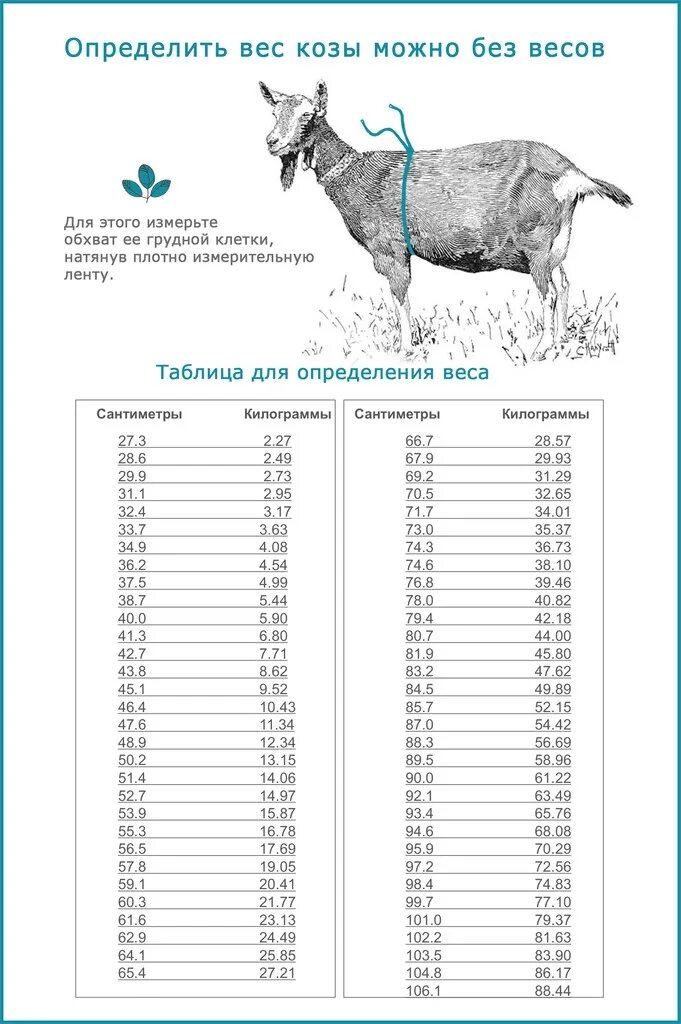 Сколько весит самка. Таблица определения веса козы. Таблица веса козы по замерам. Обмер козы для определения веса. Как измерить вес козы без весов.