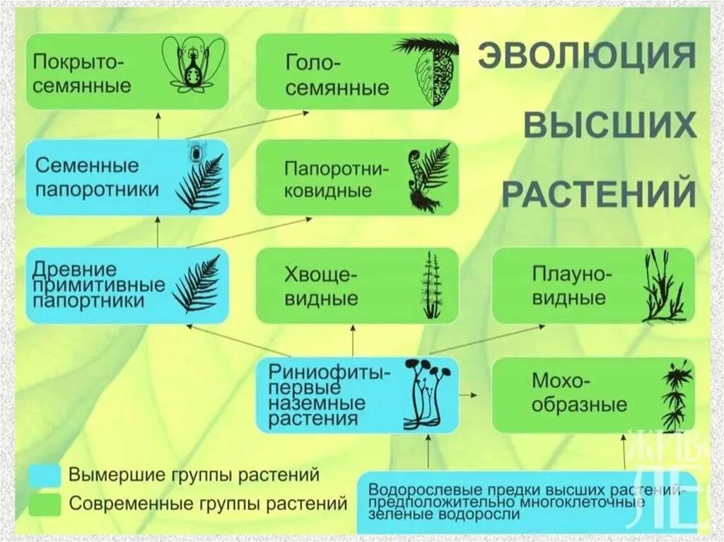 Схема происхождения высших растений 5. Этапы происхождения растений 5 класс биология. Эволюция высших растений. Эволюция. Растения. Усложнение организации голосеменных