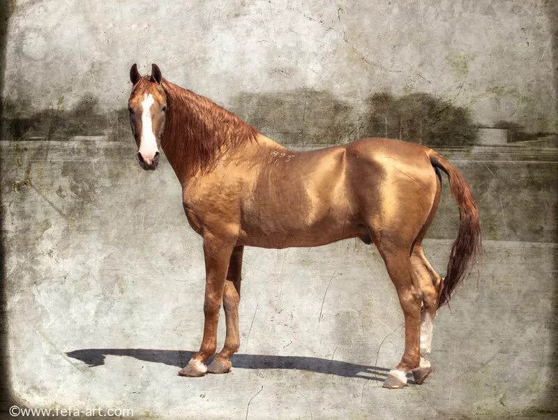 Дончак порода лошадей. Чистокровная верховая гнедая. Don horse. Лошади донской породы. Don horse.