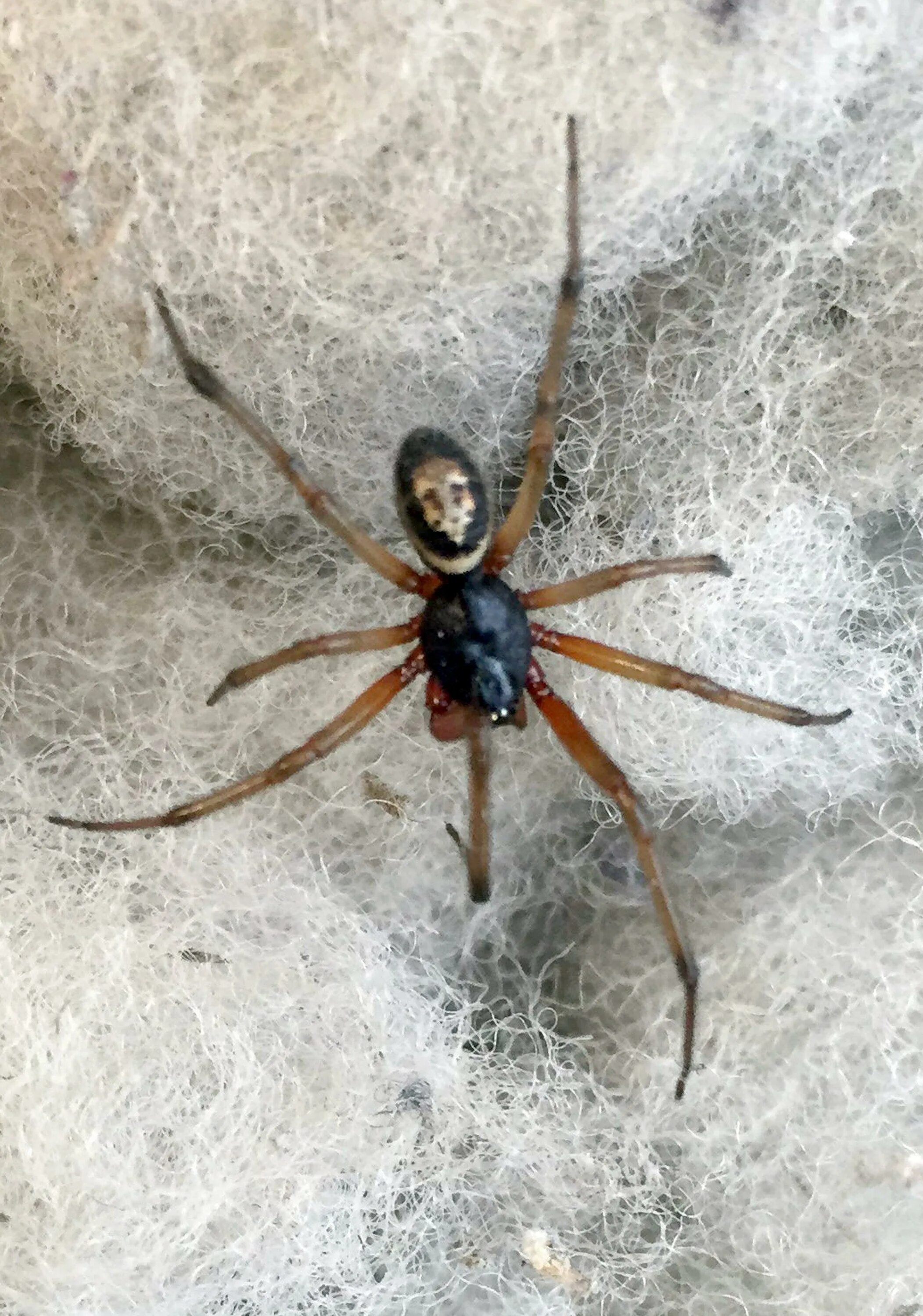 Существует ли паук. Редбек паук. false widow паук. паук черная вдова детеныш. лжевдова паук.