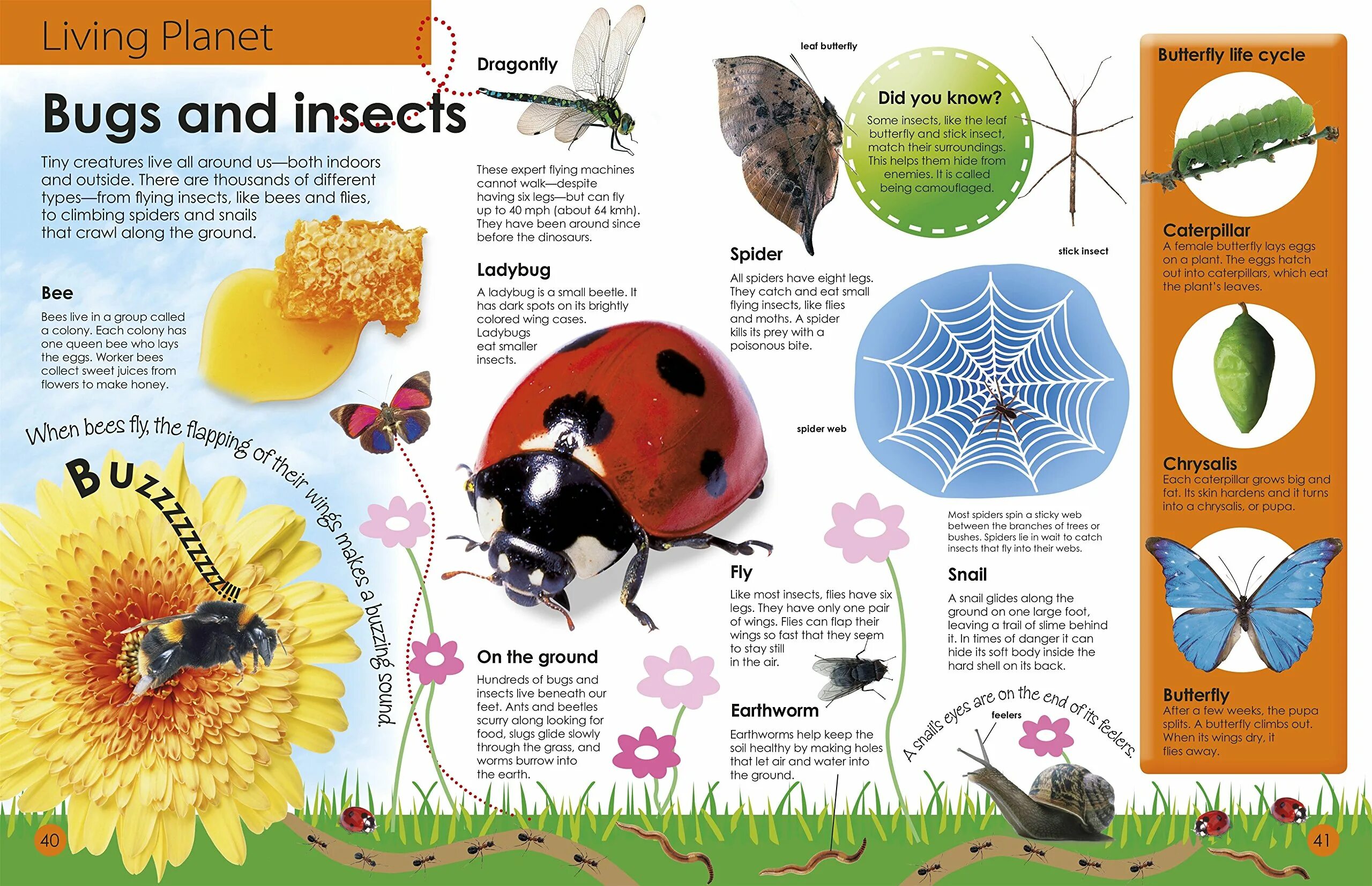 Книга a Bugs Life. Encyclopedia of insects. My first Encyclopedia. Encyclopedia of Beetles.
