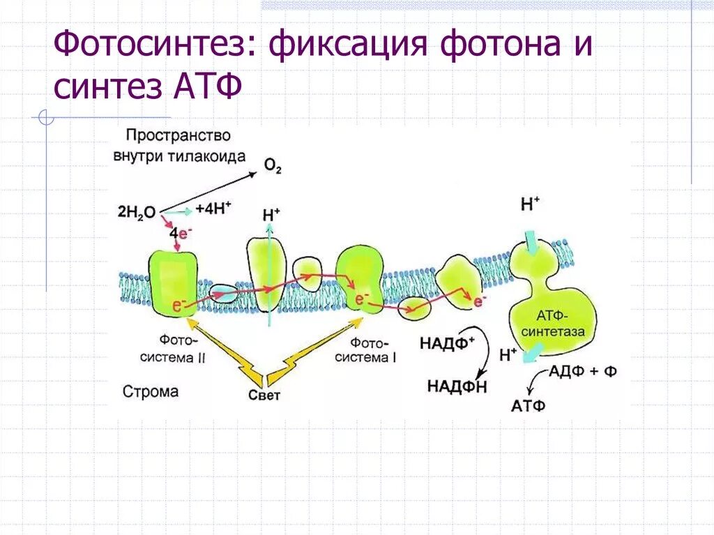 Атф в растительной клетке. Световая фаза фотосистема 1 и фотосистема 2. Фотосистемы 1 и 2 фотосинтеза схема. Фотосистема 2. Биохимия фотосинтеза фотосистема 1.