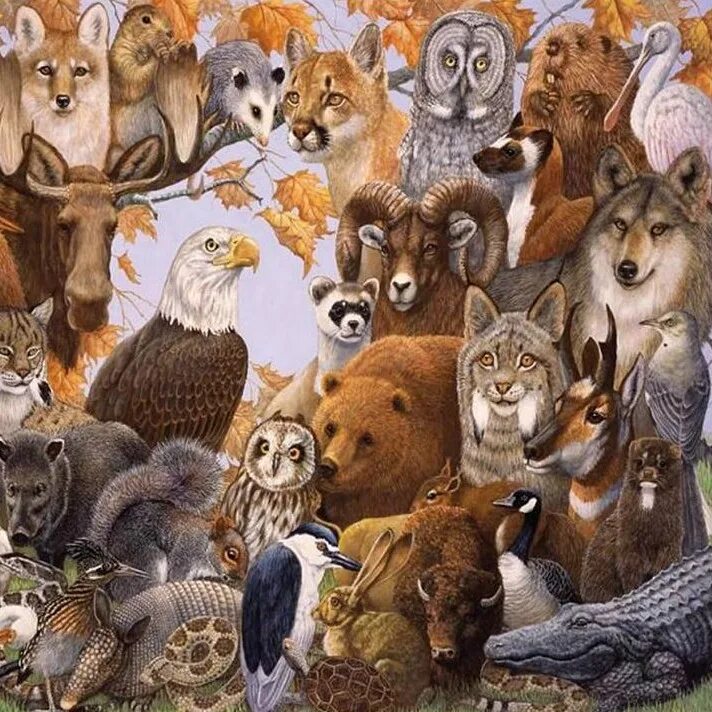 Животные много иллюстрации. Картинка с множеством животных. Девушки а вокруг много животных. Животные из множества фигур.
