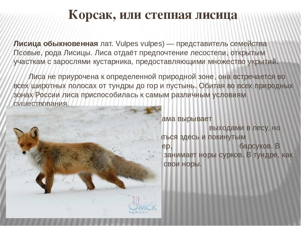 Какую среду обитания выбрала лисица. Какую среду обитания выбрала лисица