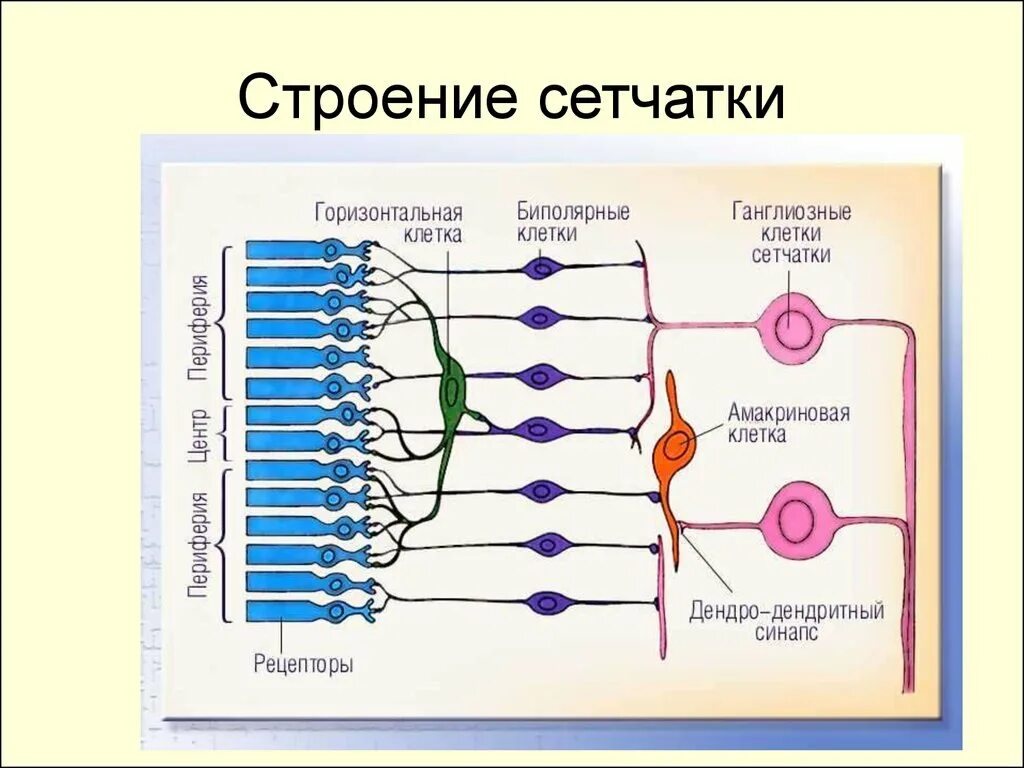 Амакриновые клетки сетчатки. Структурные компоненты сетчатки. Строение сетчатки глаза слои. Микроскопическое строение зрительной части сетчатки. Сетчатка относится к