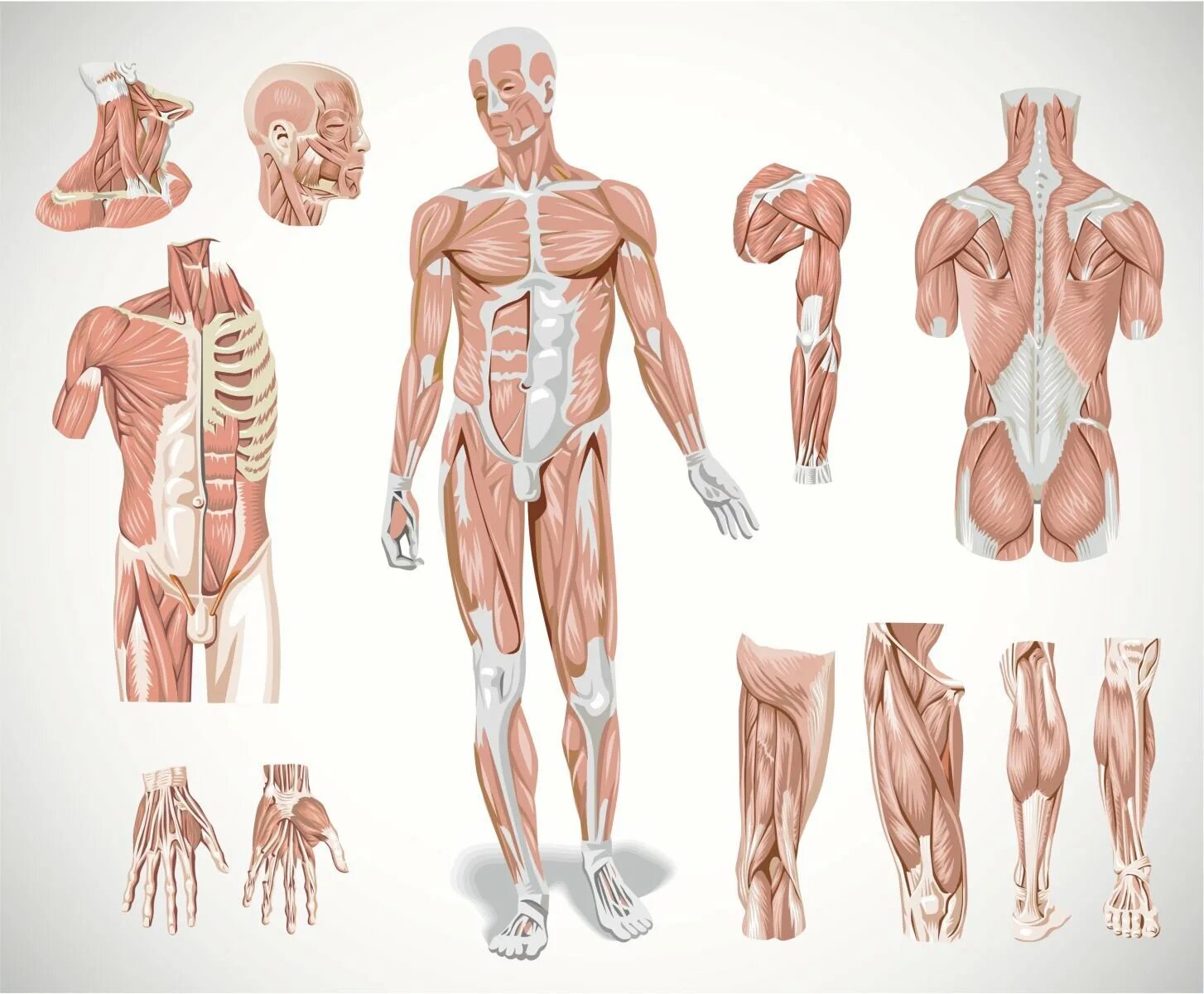 Скелетные мышцы человека анатомия. Атлас анатомии человека костно мышечная система. Миопатия скелетных мышц. Скелетная мускулатура человека строение. Главная мышца тела