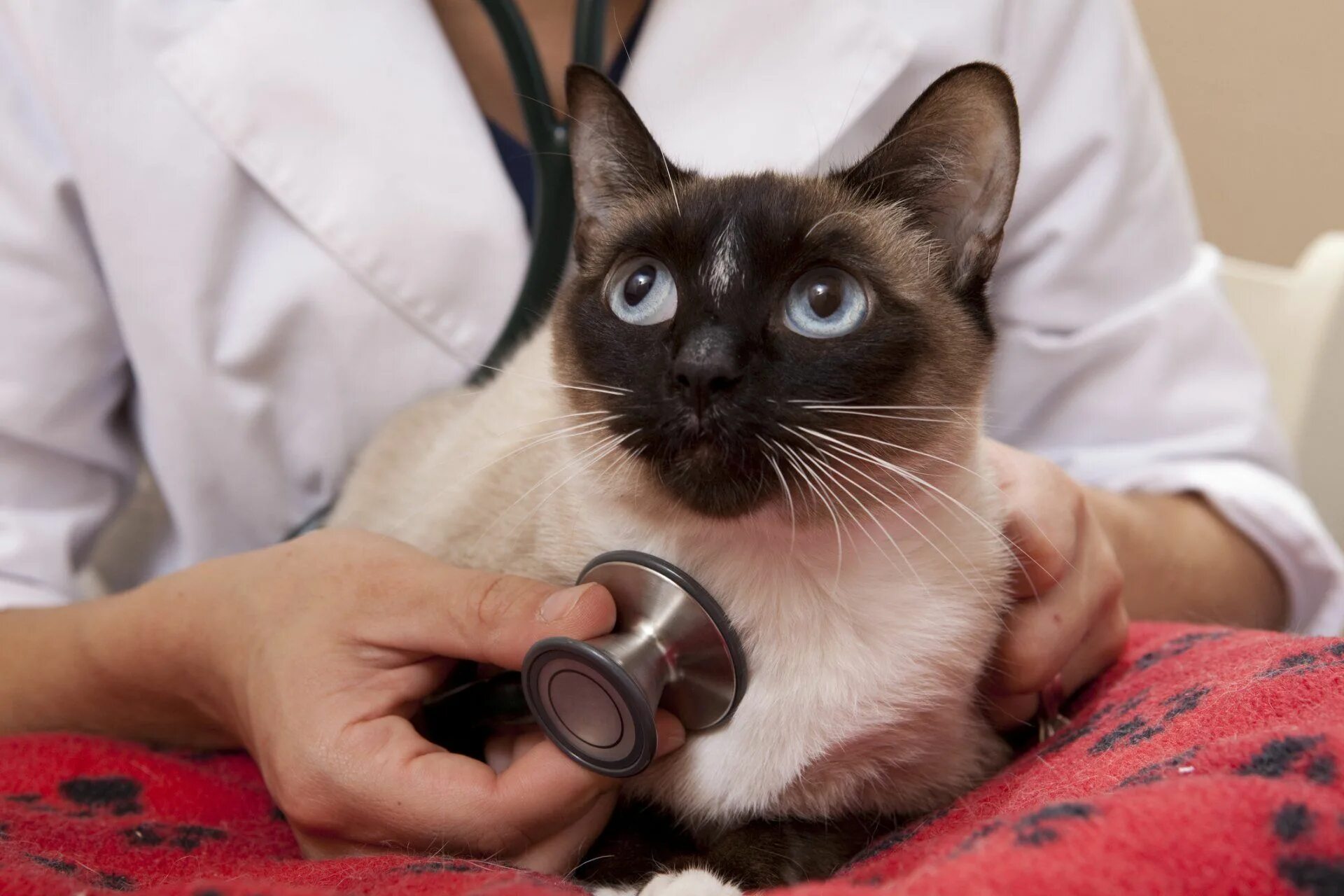 Микроплазмоз. Ветеринар с кошкой. Ветеринар болезни кошек. Лечебный кот. Болезни сиамских кошек.