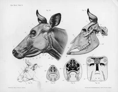 File:Cow anatomy.jpg - Wikimedia Commons