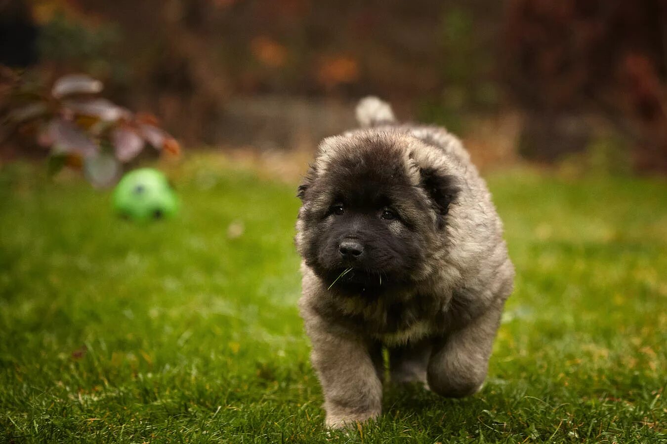 щеночек кавказской овчарки. щенок кавказца. щенок кавказца. нагази грузинская овчарка. маленькие кавказские овчарки.