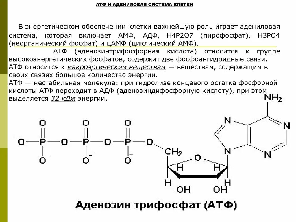 12 атф. АТФ И ЦАМФ биологическая роль. АТФ ® ЦАМФ + пирофосфат. Цикл АТФ-АДФ роль. Адениловая система.