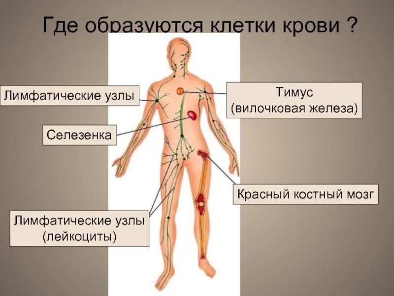 Тимус красный мозг