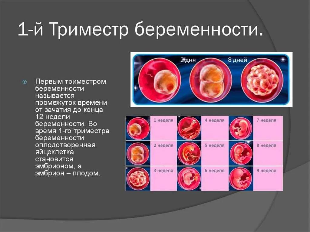 1 Первый триместр беременности. Первый триместр 4 5 недель беременности. Развитие эмбриона по неделям. Триместры беременности. 3 неделя января