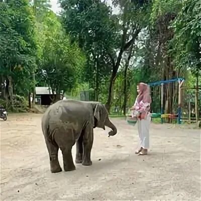 Green elephant sanctuary