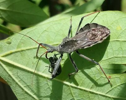 Aut bugs