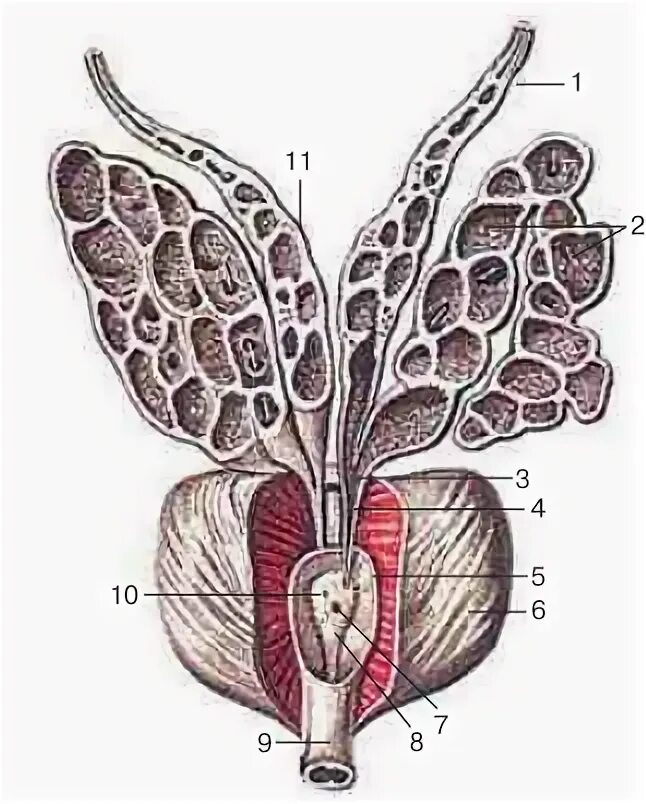 1 мужские половые железы. Анатомия простаты и семенных пузырьков. Семявыносящий проток и семенные пузырьки. Простата и семенные пузырьки. Проток семенного пузырька анатомия.