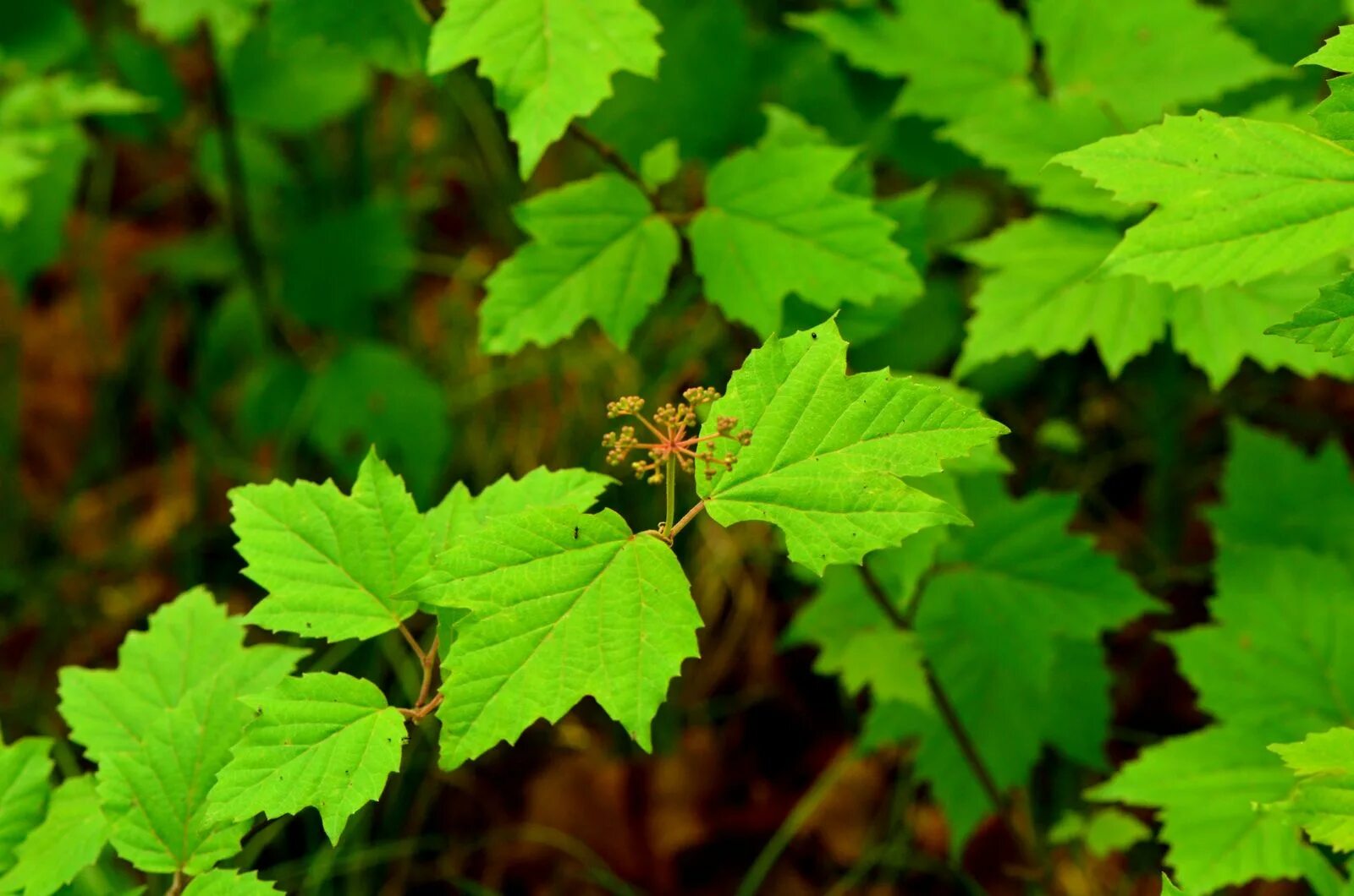 Калина форма листьев. Viburnum Acerifolium. Калина listya. Калина листочки. Листок калины.