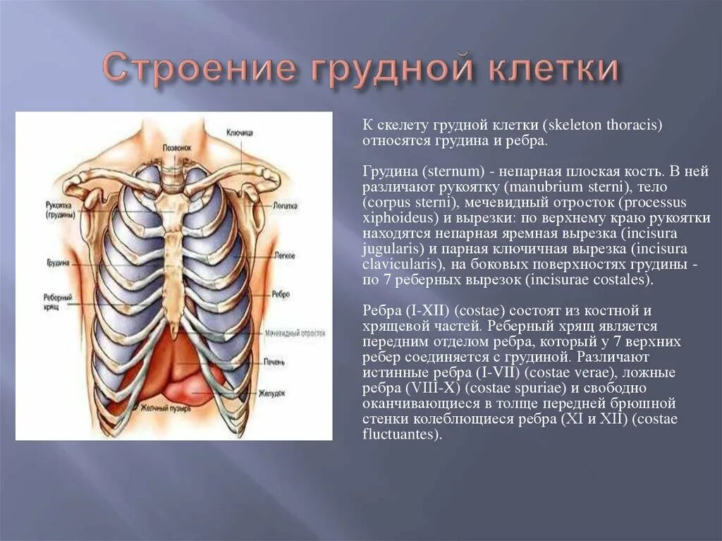 Ребро отдел скелета. Строение человеческой грудной клетки. Анатомия скелет грудной клетки ребра Грудина. Строение женского скелета грудной клетки. Строение ребер спереди.