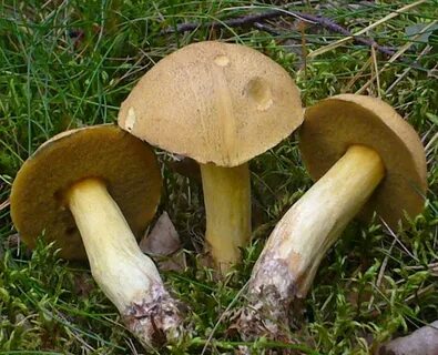 Желтый масленок фото