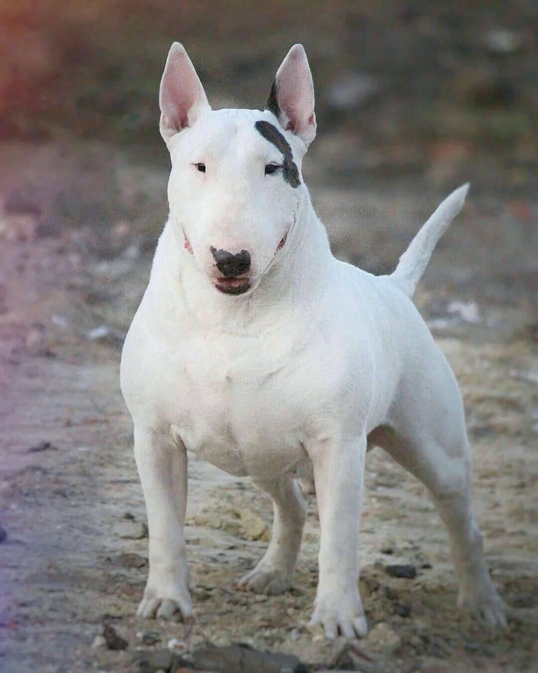 Терьер + бульдог = бультерьер. Бультерьер стандартный. Бультерьер стандарт. Миниатюрный бультерьер породы собак. Мини бультерьер белый.