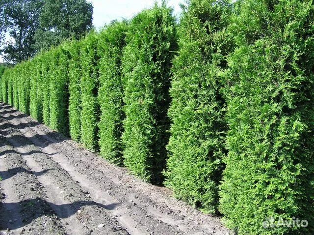 Туя западная Кинг оф Брабант: купить саженцы Thuja occidentalis King of Brabant 