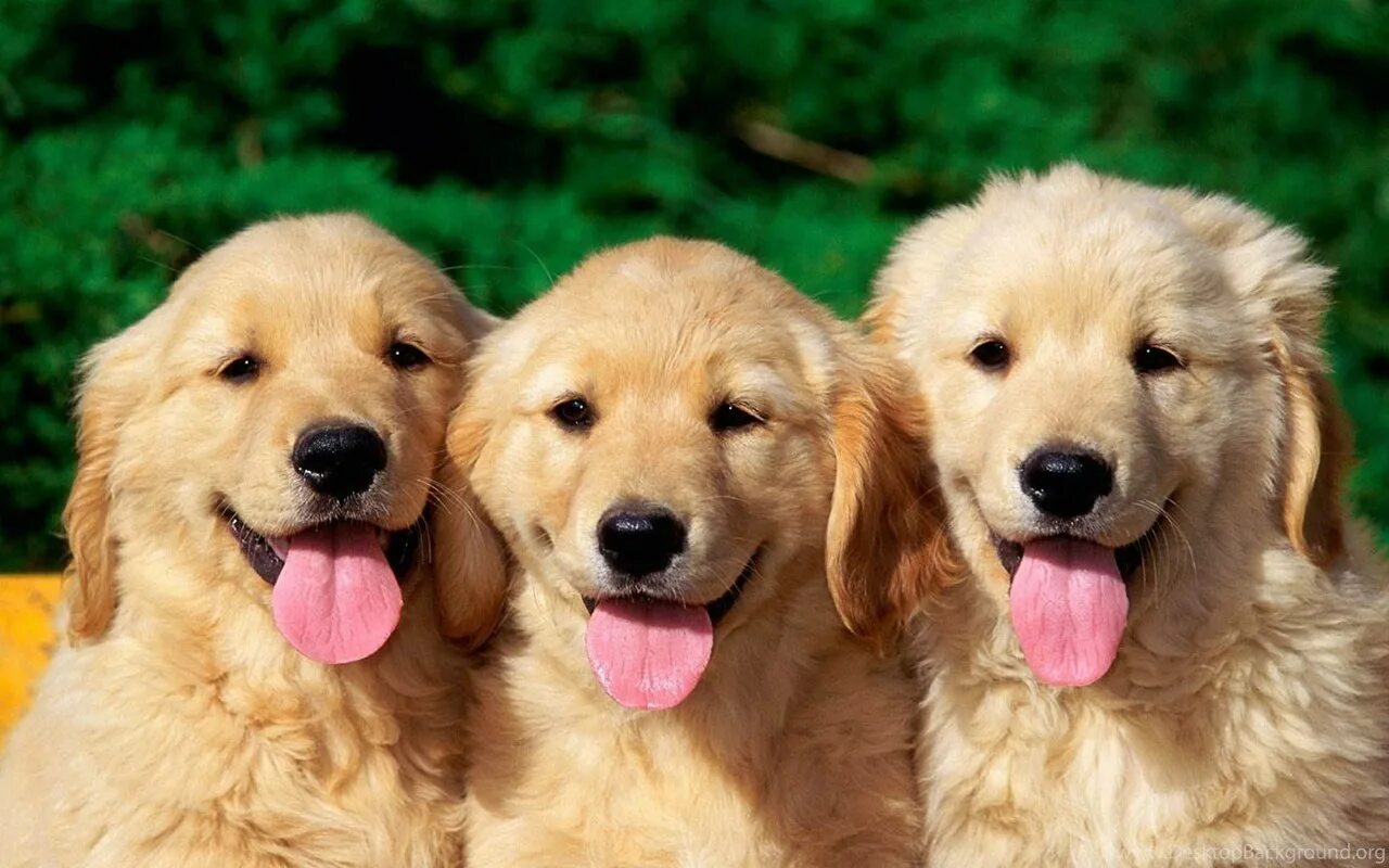 4 собачки 1. 4 собачки 1. 4 собачки 1. 4 собачки 1. 4 собачки 1.